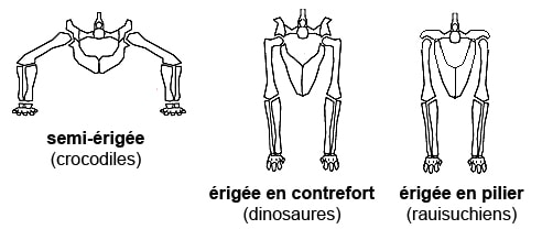 Image sur les postures des archosaures